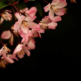 武大樱花（二）