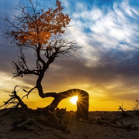 额济纳千年怪树林