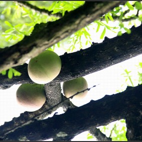 奇异的南方水果（树菠萝，杨桃，炮弹果等）