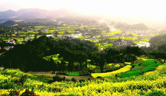 看看汉中油菜花