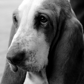 小狗臭臭、皮皮、阿朗