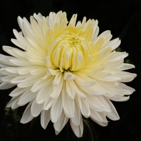 咸阳金秋菊展随拍