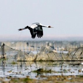 白枕鹤降落身姿i
