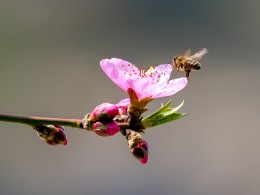 桃花与蜜蜂