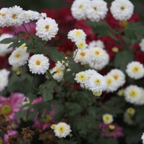 照片二次曝光（PS模拟）