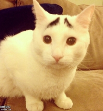 八字眉明星猫