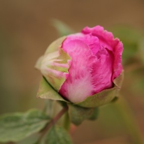 大明宫的牡丹园（三）交作业