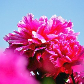 娇艳芍药赛牡丹