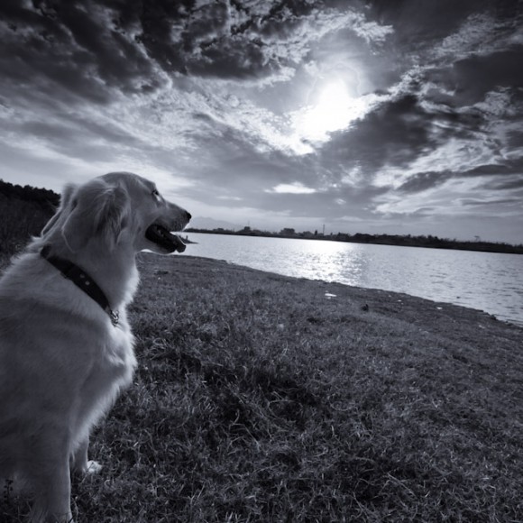 风景--金毛寻回犬