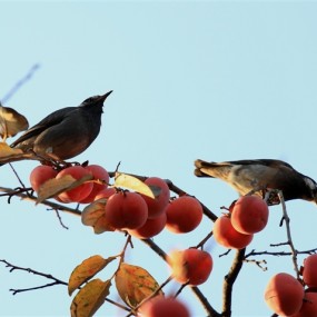鸟与柿子
