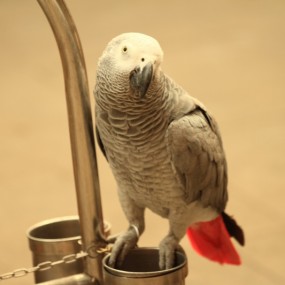 上着脚铐的鹦鹉