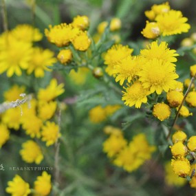 35试镜之野菊花