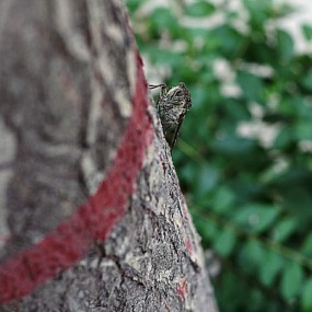 昆虫的爱情之路