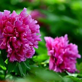 户县阿姑泉赏牡丹，郁金香。