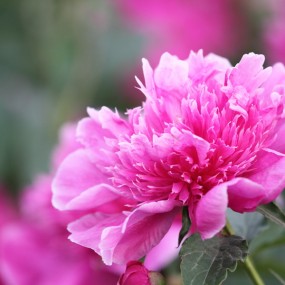 大明宫芍药花（二）