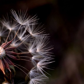 随遇而安    蒲公英