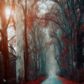 Ildiko Neer 森林风光