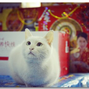 朋友家的鹩哥 小超市的咪咪