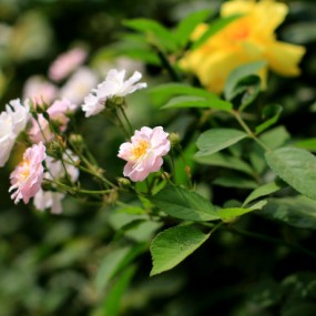 路边月季正灿烂