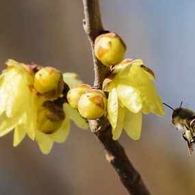 采花大盗来啦！
