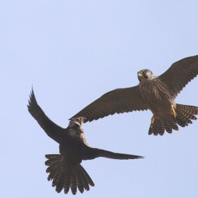 “野鸭湖”上空的争斗