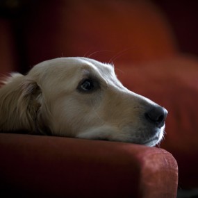 我家的金毛--艾米