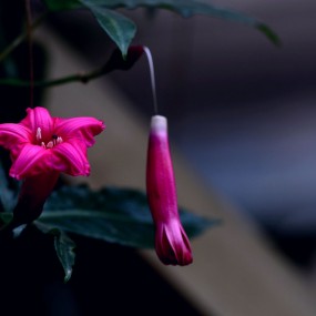 妖娆艳丽----王妃藤