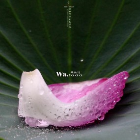 【雨中荷】