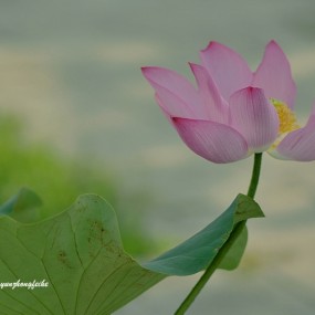 ——广仁寺的太空荷花——
