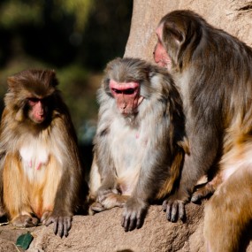 秦岭动物园的猴子家