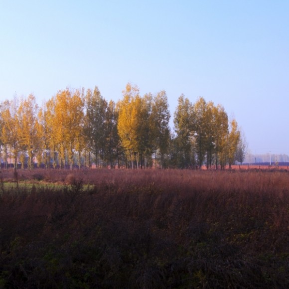 秦岭脚下白杨树