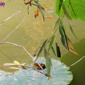 又发现一片新莲湖（广电院内）