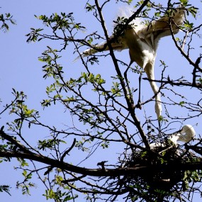 鹭鸶——拍自兰田邓家河村
