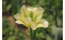 兴庆宫公园郁金香