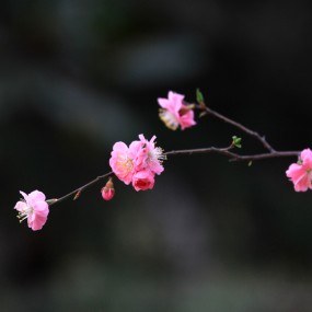 阳春三月梅儿笑