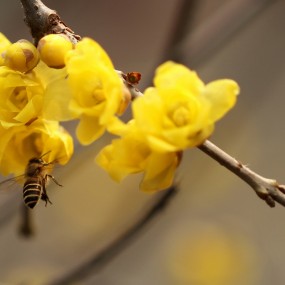 拍腊梅拍出个外籍女郎
