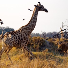 2010国家地理摄影竞赛优秀作品【4】