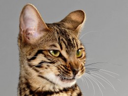 摄影师Lennette Newell镜头下的猫