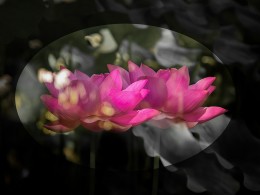 不成熟的二曝产品（一）