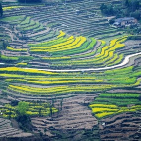 安康油菜花一行