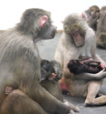 隔着玻璃拍狒狒