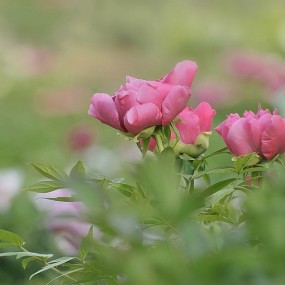 ——雍容而不失妖娆——