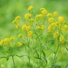 一组清新风格的花儿
