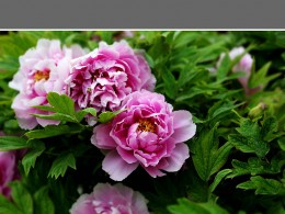 国色天香（牡丹花）