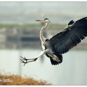 【小白兔再打鸟】又是一个阴霾天气！！