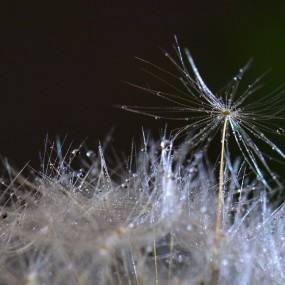 会跳舞的蒲公英