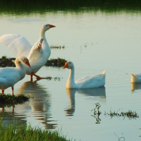 【不是天鹅 是地鹅】