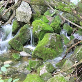 新手学习——朱雀记