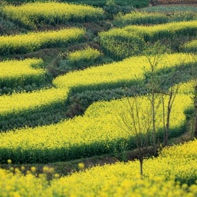 汉中 油菜花