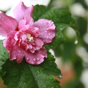 鲜花盛开在家中